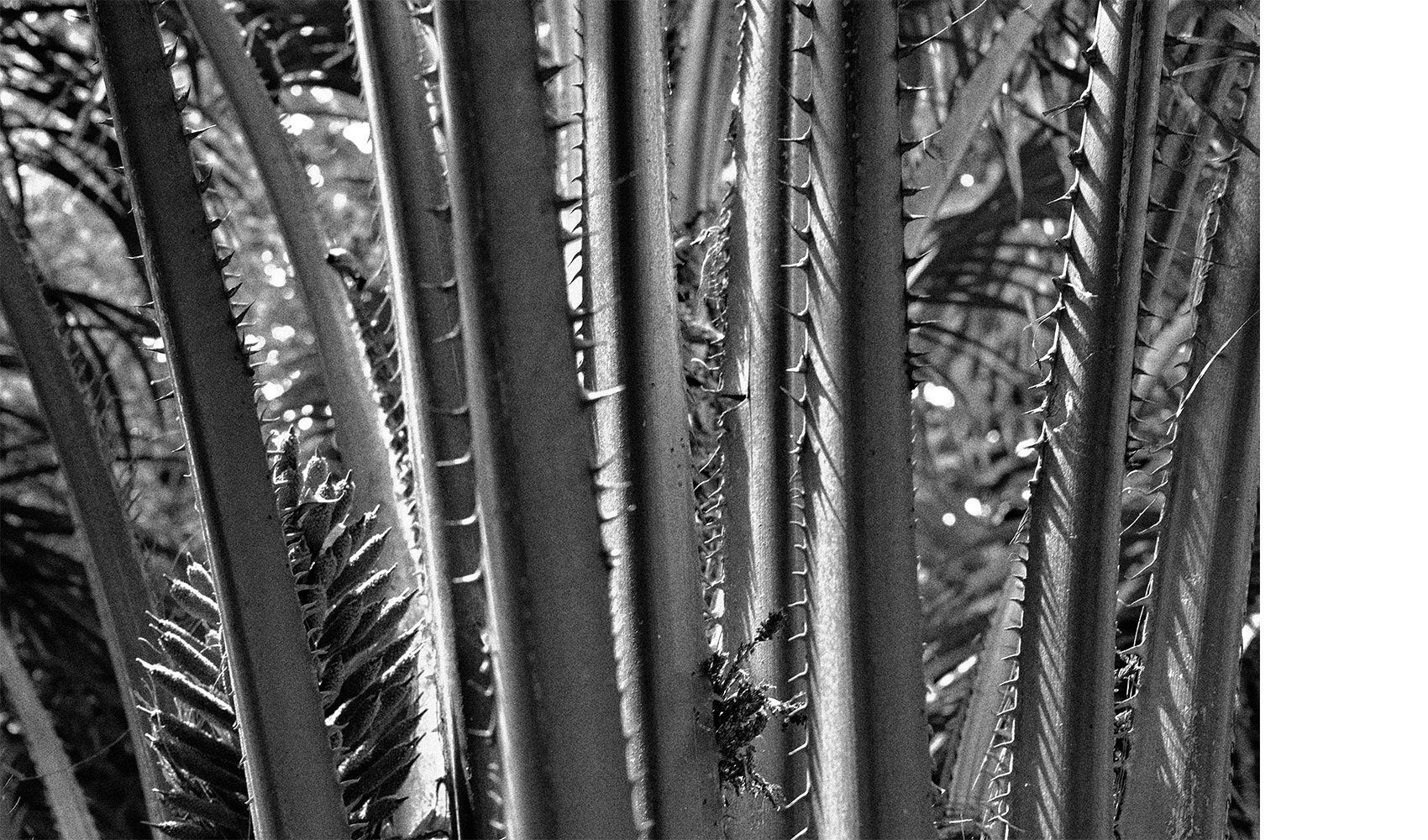 bw_srilanka_thevoyageur03