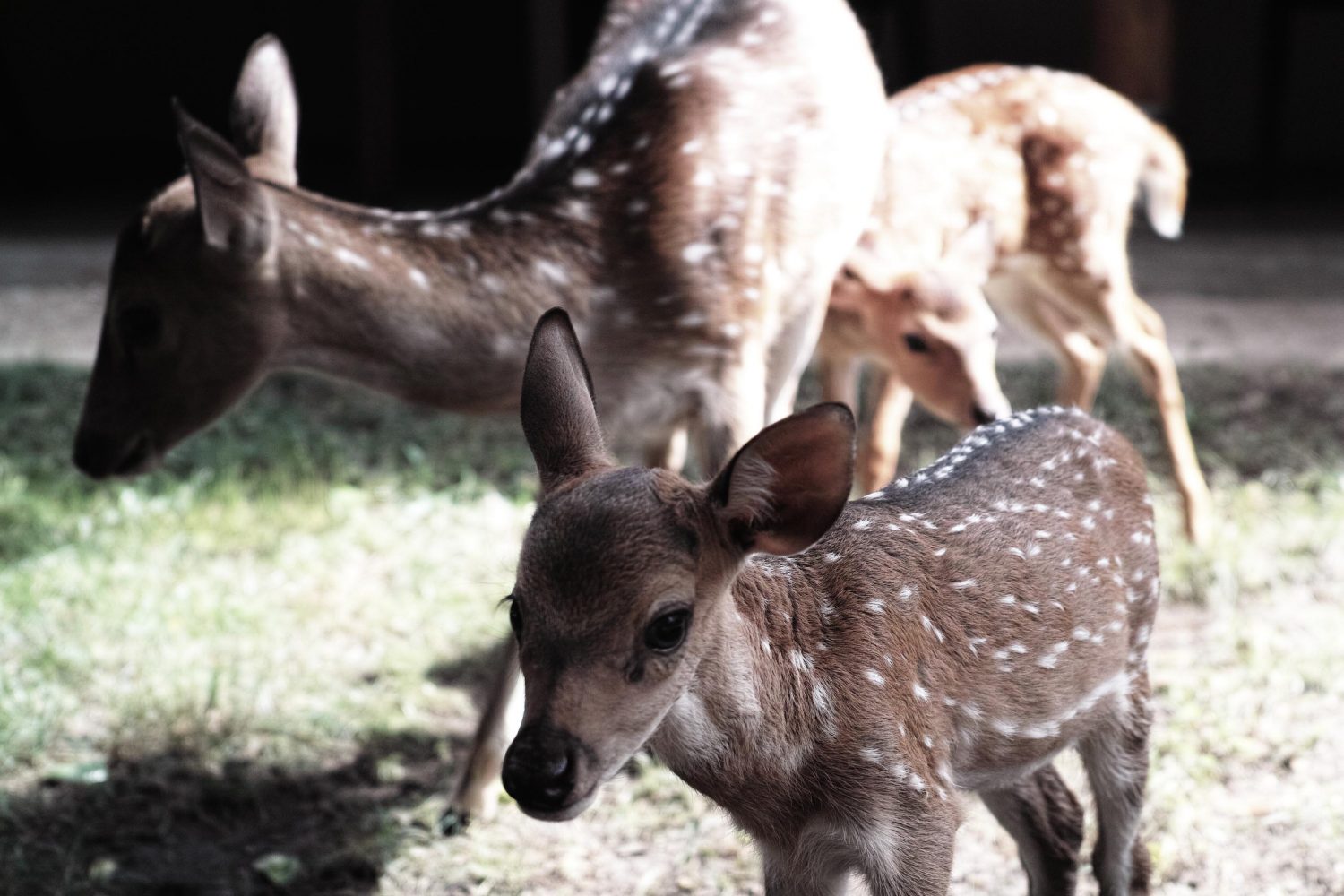 deer_thevoyageur01
