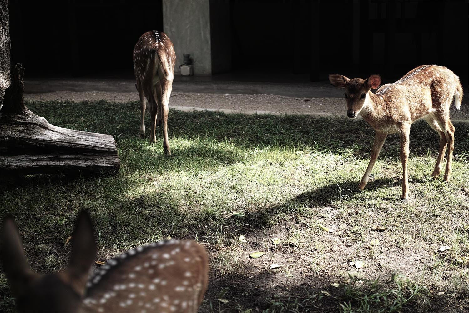 deer_thevoyageur02