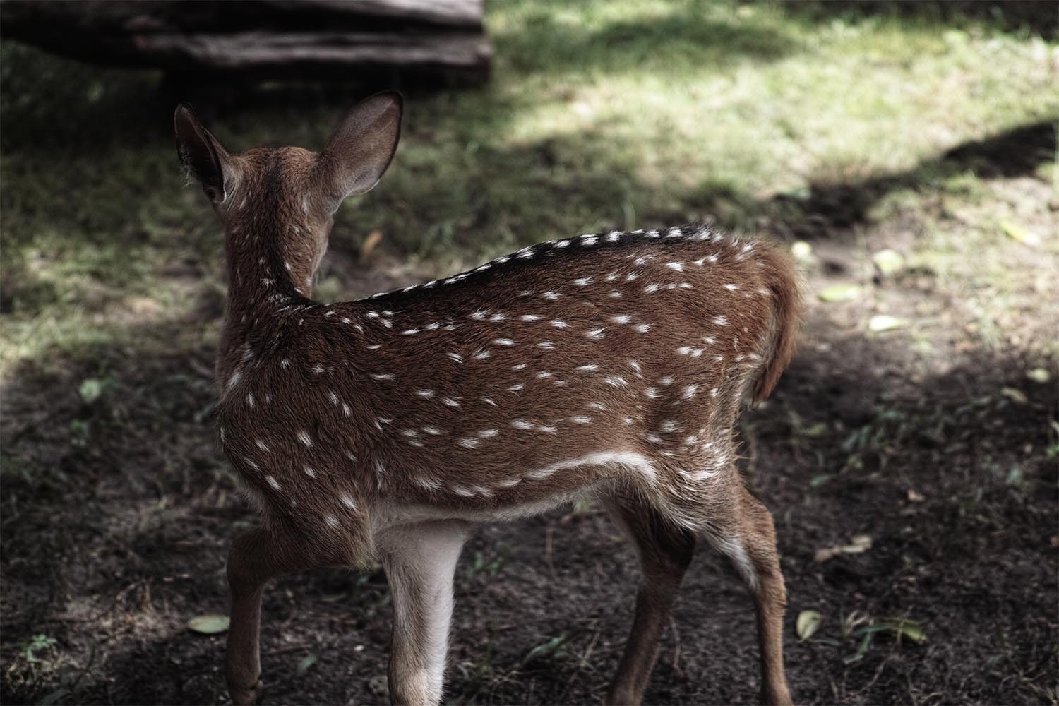 deer_thevoyageur03