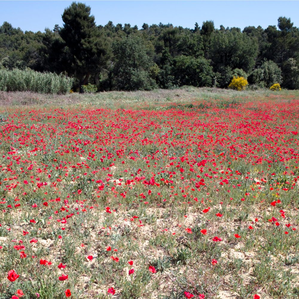 luberon_thevoyageur08