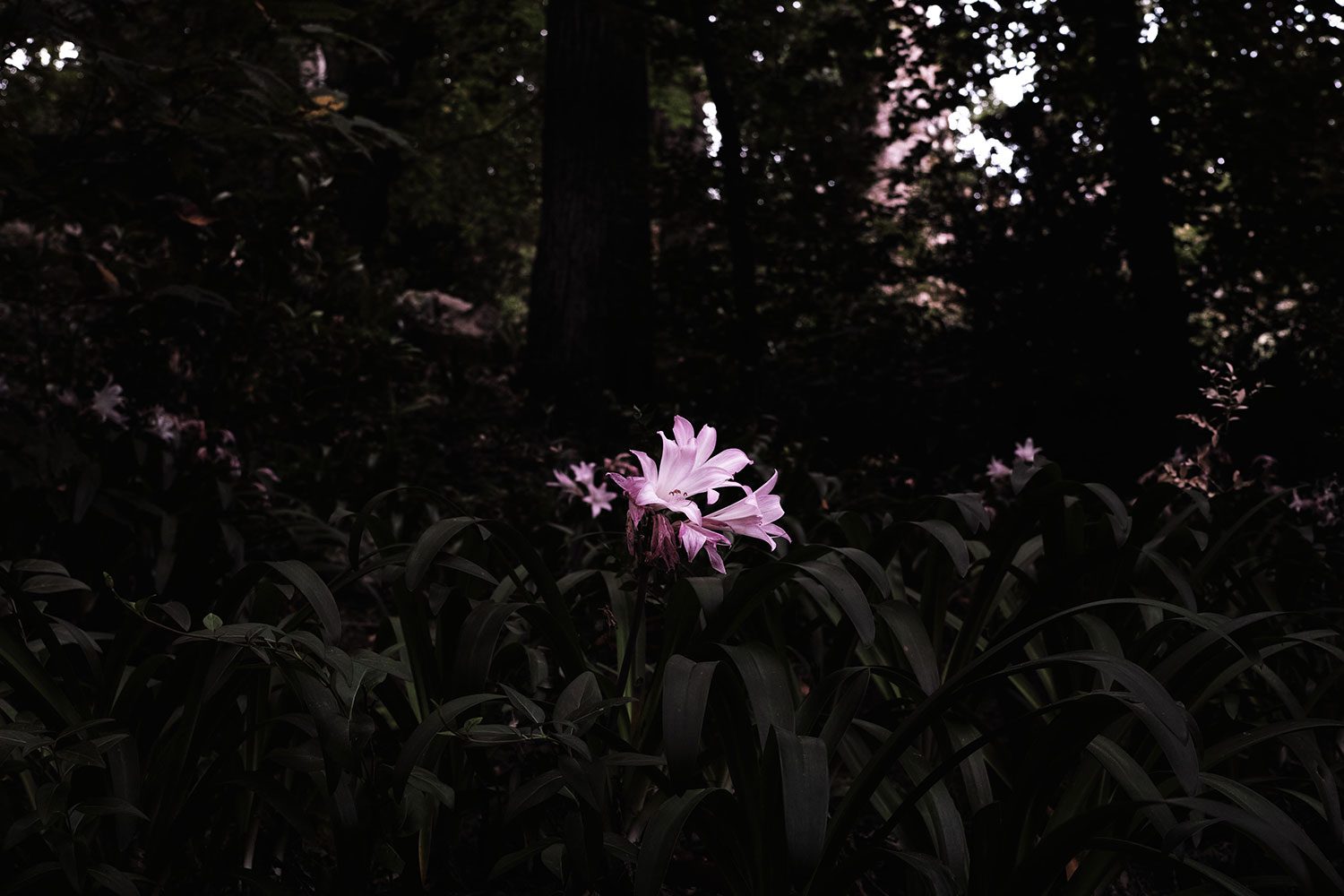 SDIM0527