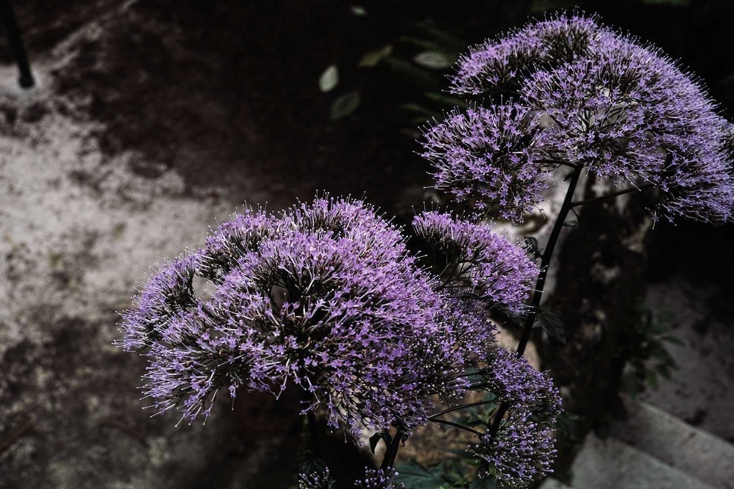 SDIM0529