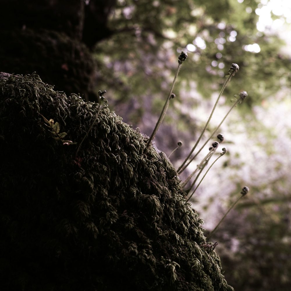 SDIM0535