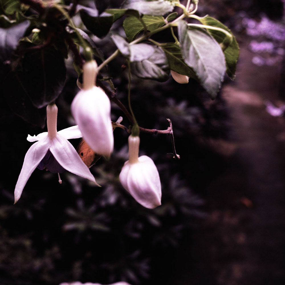 SDIM0541