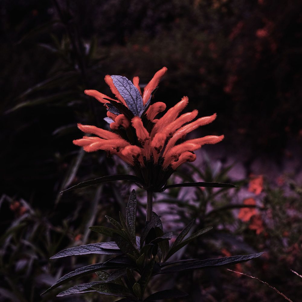 SDIM0560