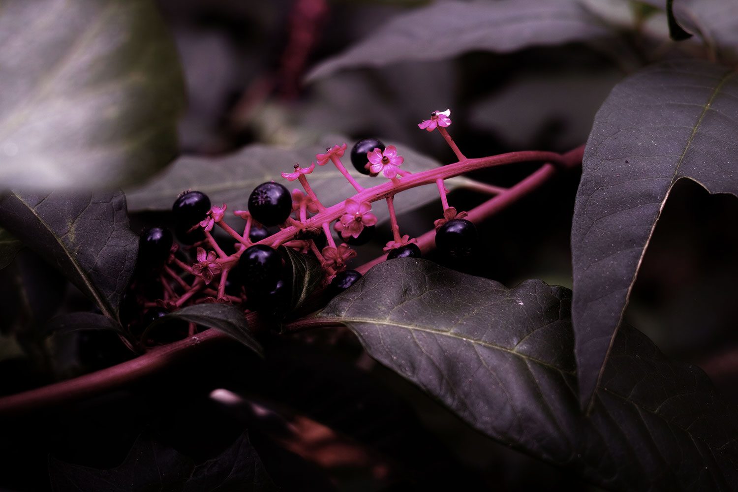 SDIM0586