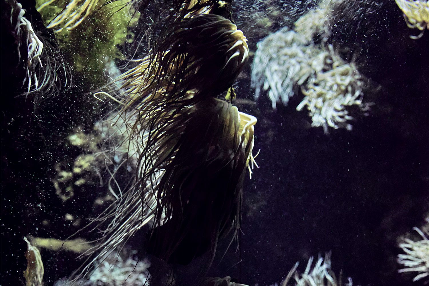 rhodes_aquarium_thevoyageur03