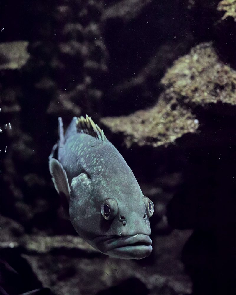 rhodes_aquarium_thevoyageur04
