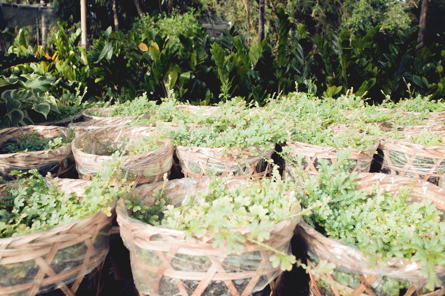 garden_mekong_thevoyageur01