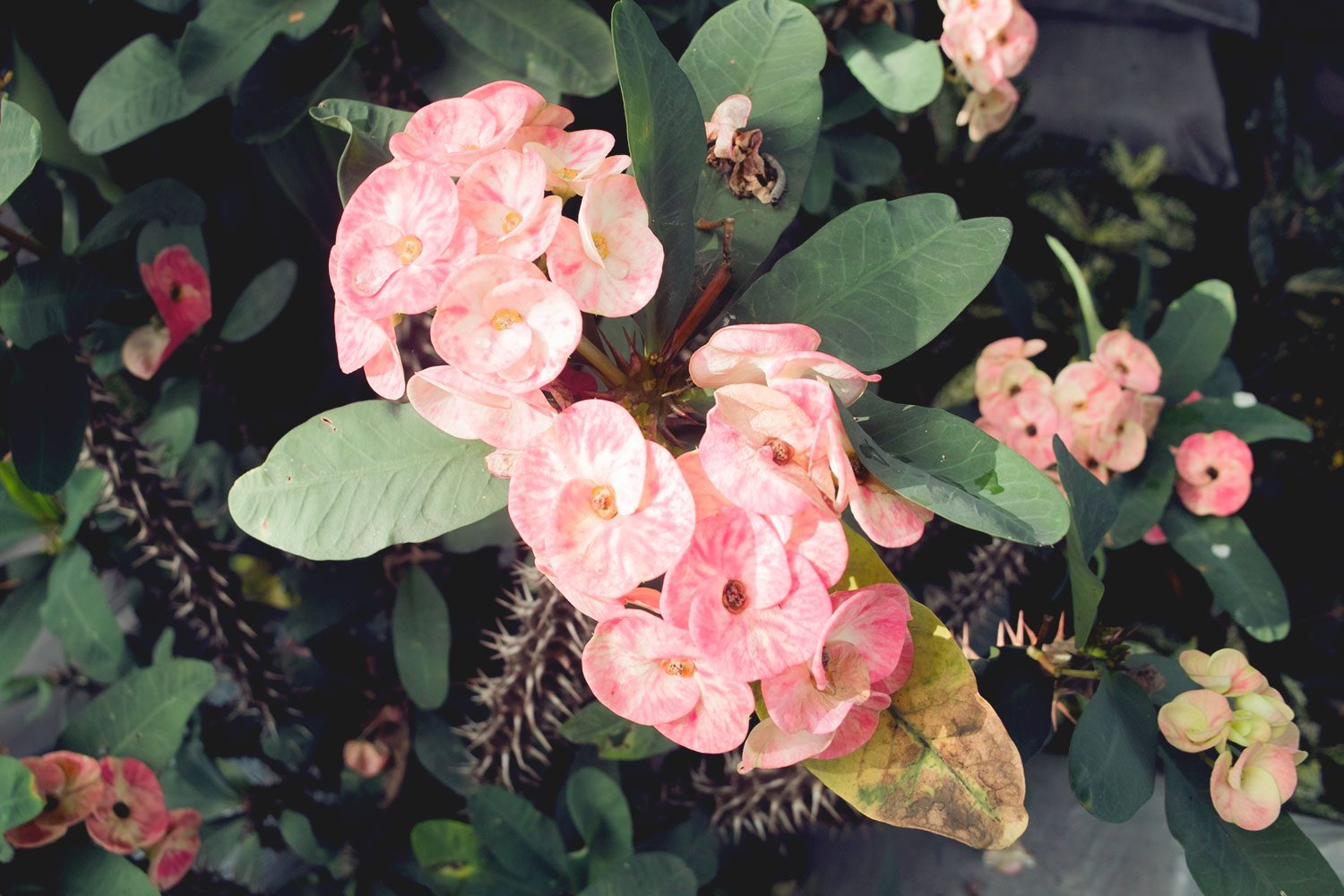 garden_mekong_thevoyageur05