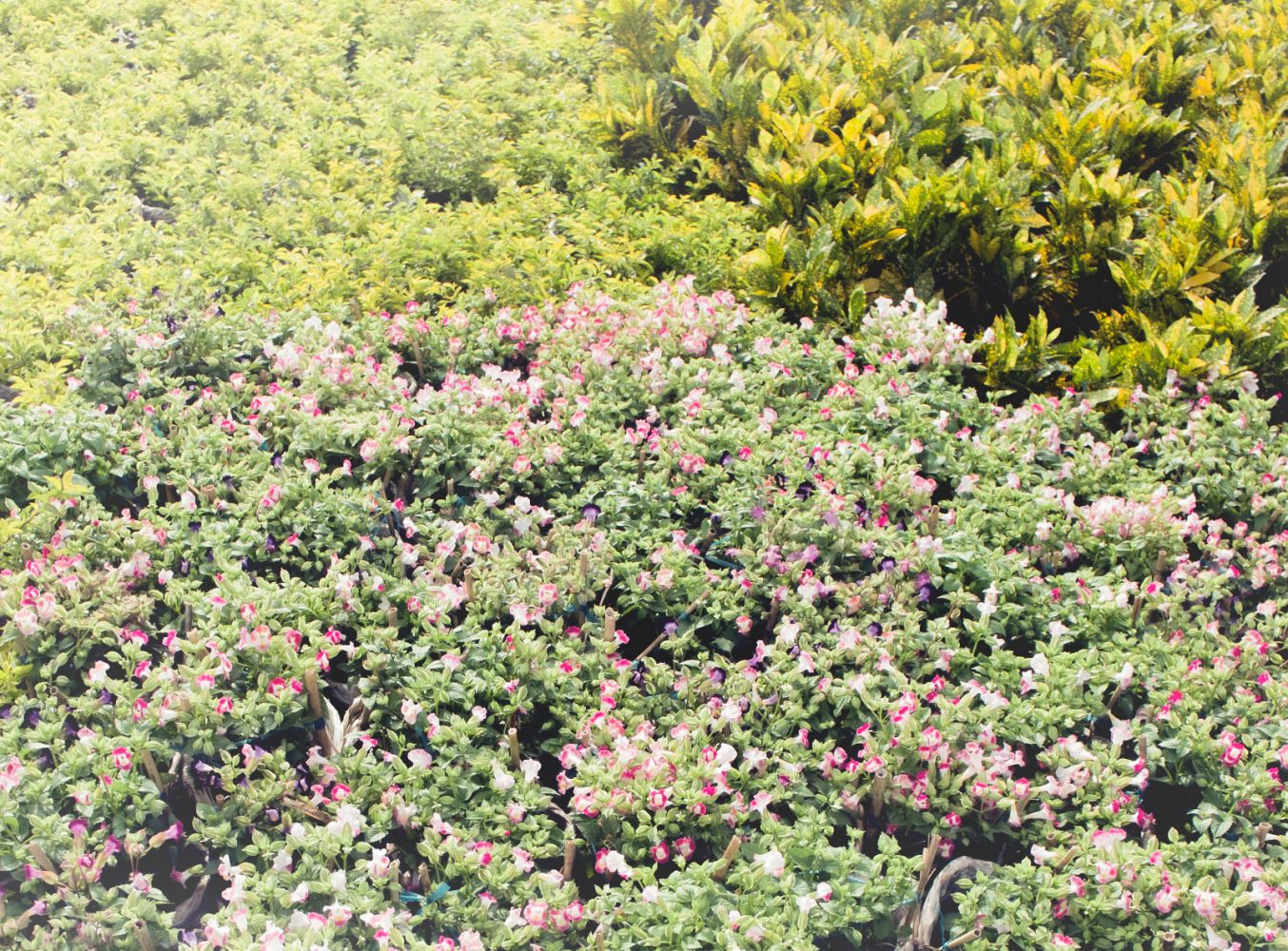 garden_mekong_thevoyageur11