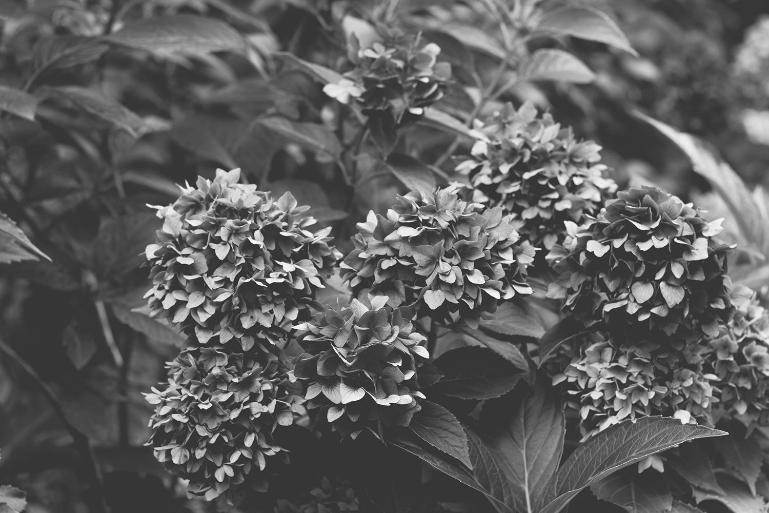 lakecomo_italy_bw_thevoyageur09