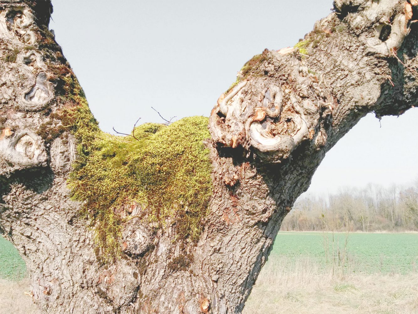 polisot_thevoyageur06