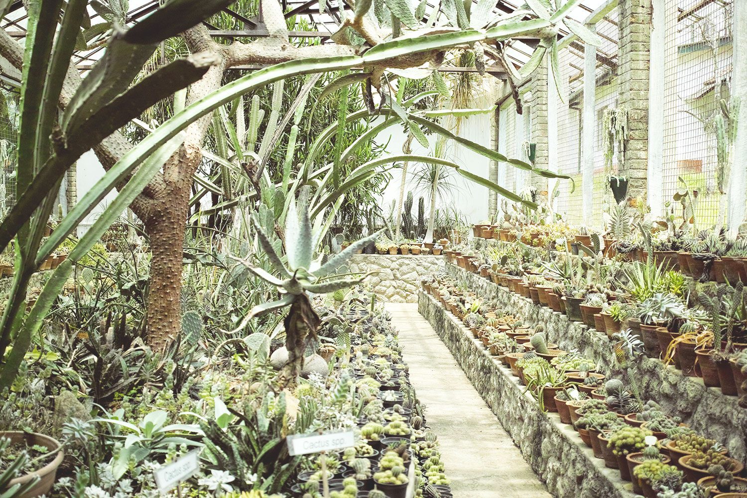 kandy_botanicalgarden_srilanka_thevoyageur_04