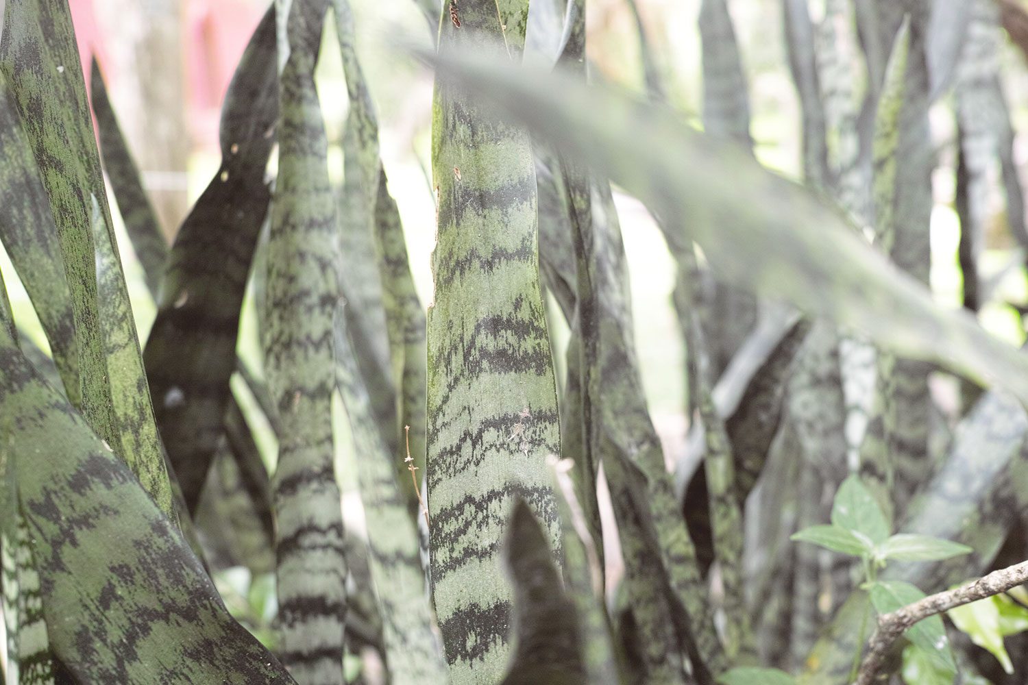 kandy_botanicalgarden_srilanka_thevoyageur_05