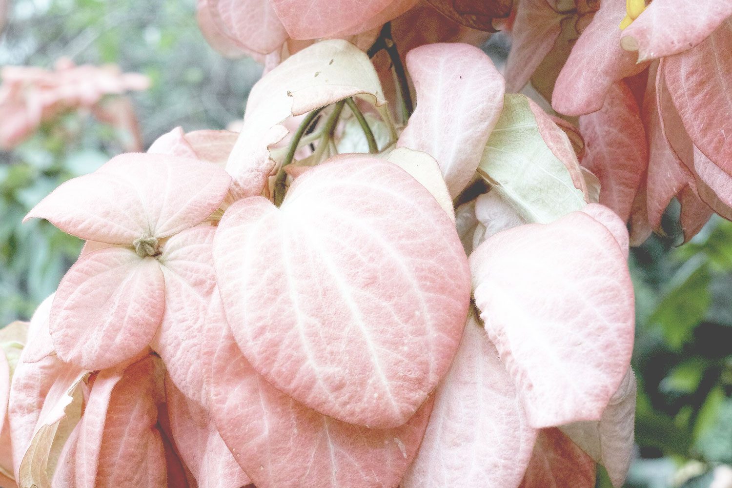 kandy_botanicalgarden_srilanka_thevoyageur_06