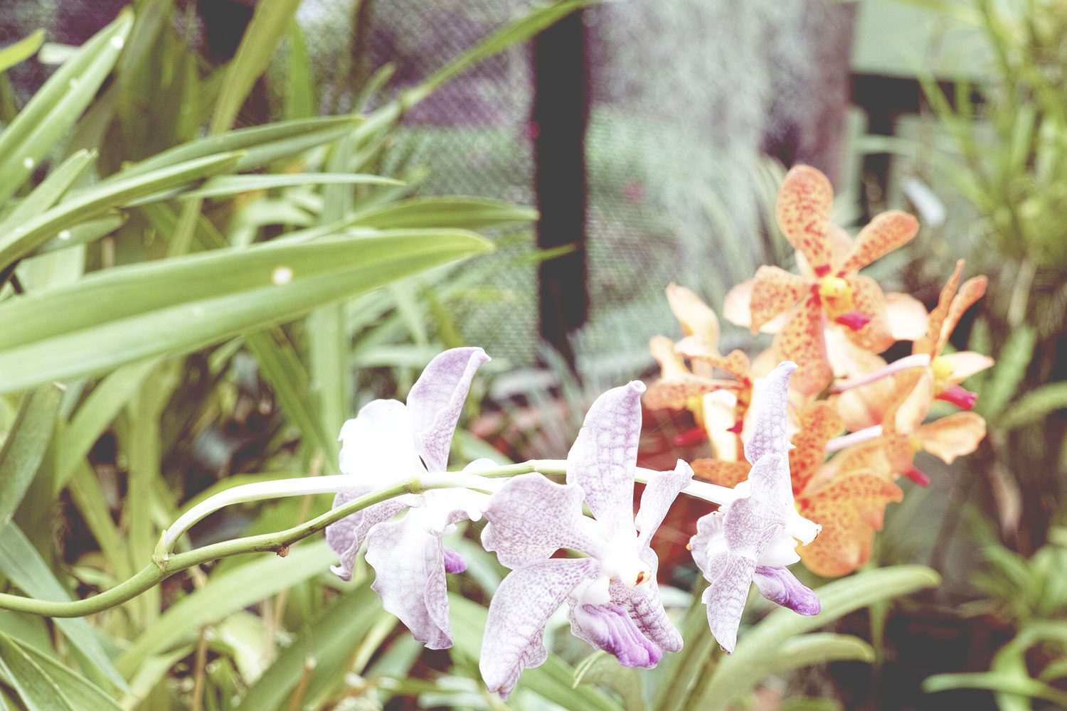 kandy_botanicalgarden_srilanka_thevoyageur_08