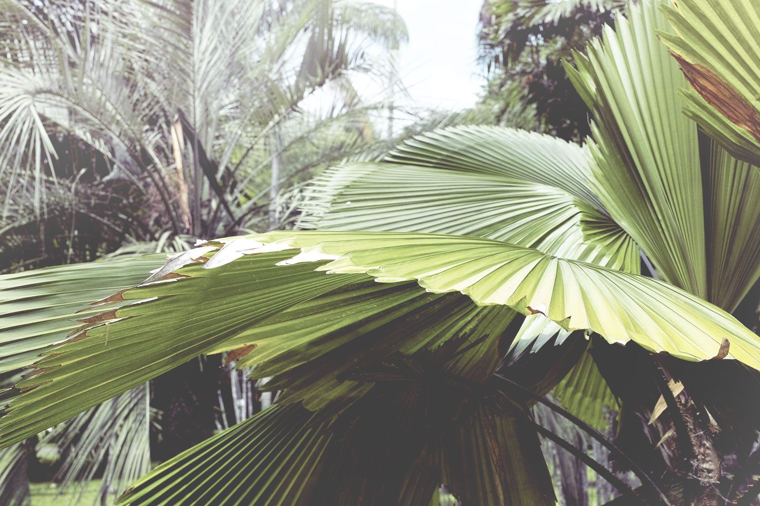 kandy_botanicalgarden_srilanka_thevoyageur_09