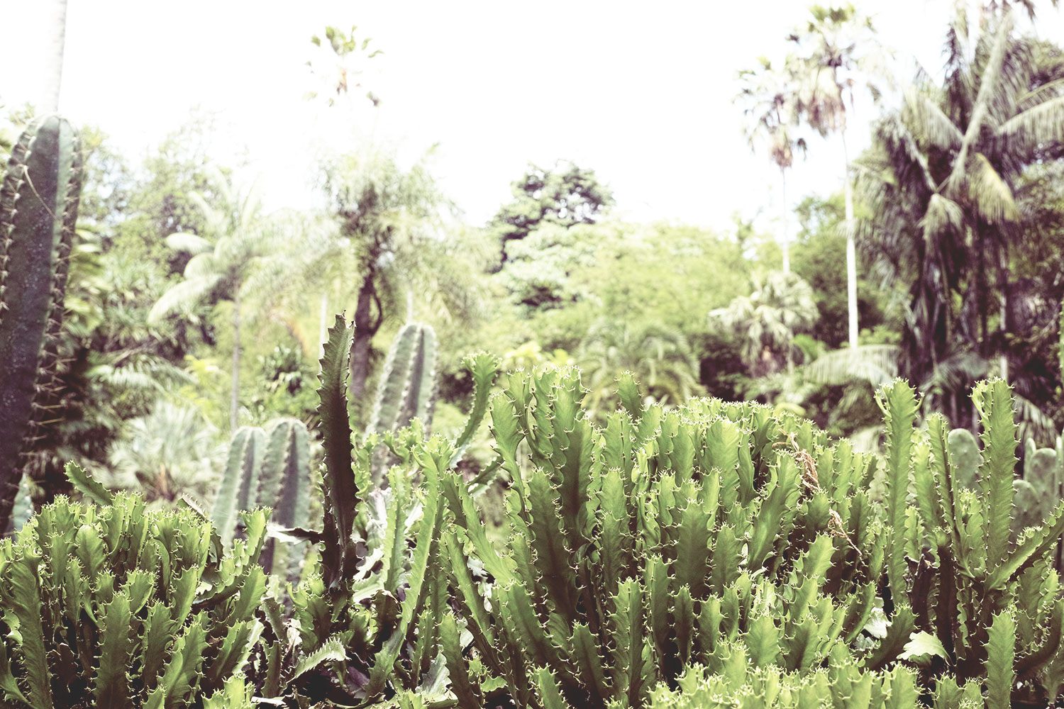 kandy_botanicalgarden_srilanka_thevoyageur_10