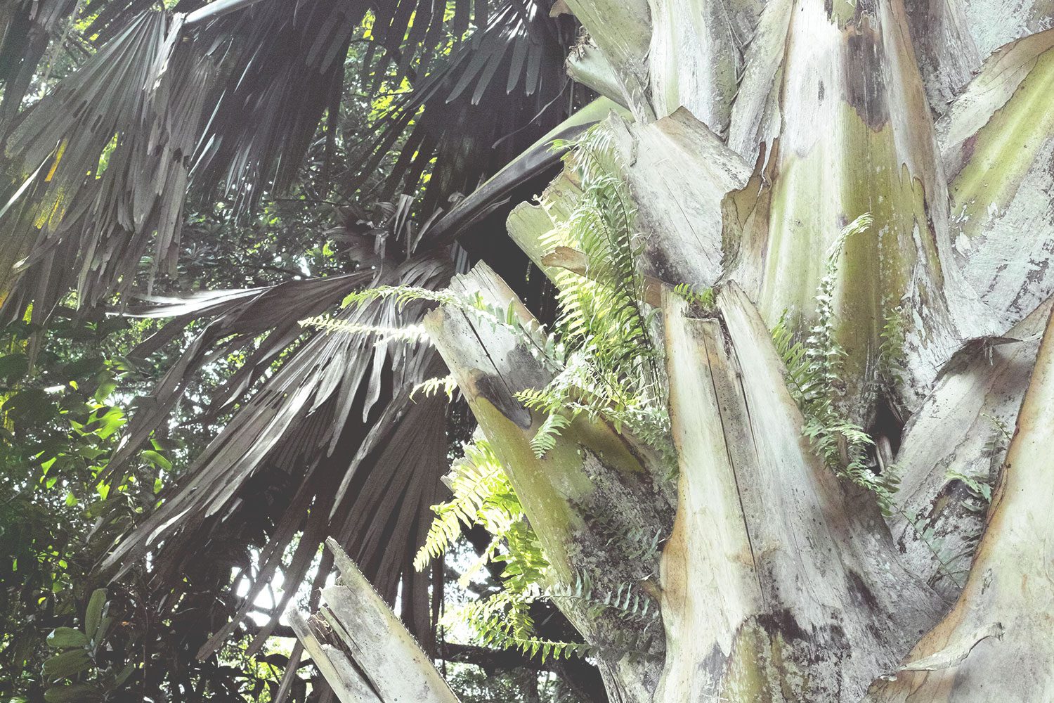 kandy_botanicalgarden_srilanka_thevoyageur_11