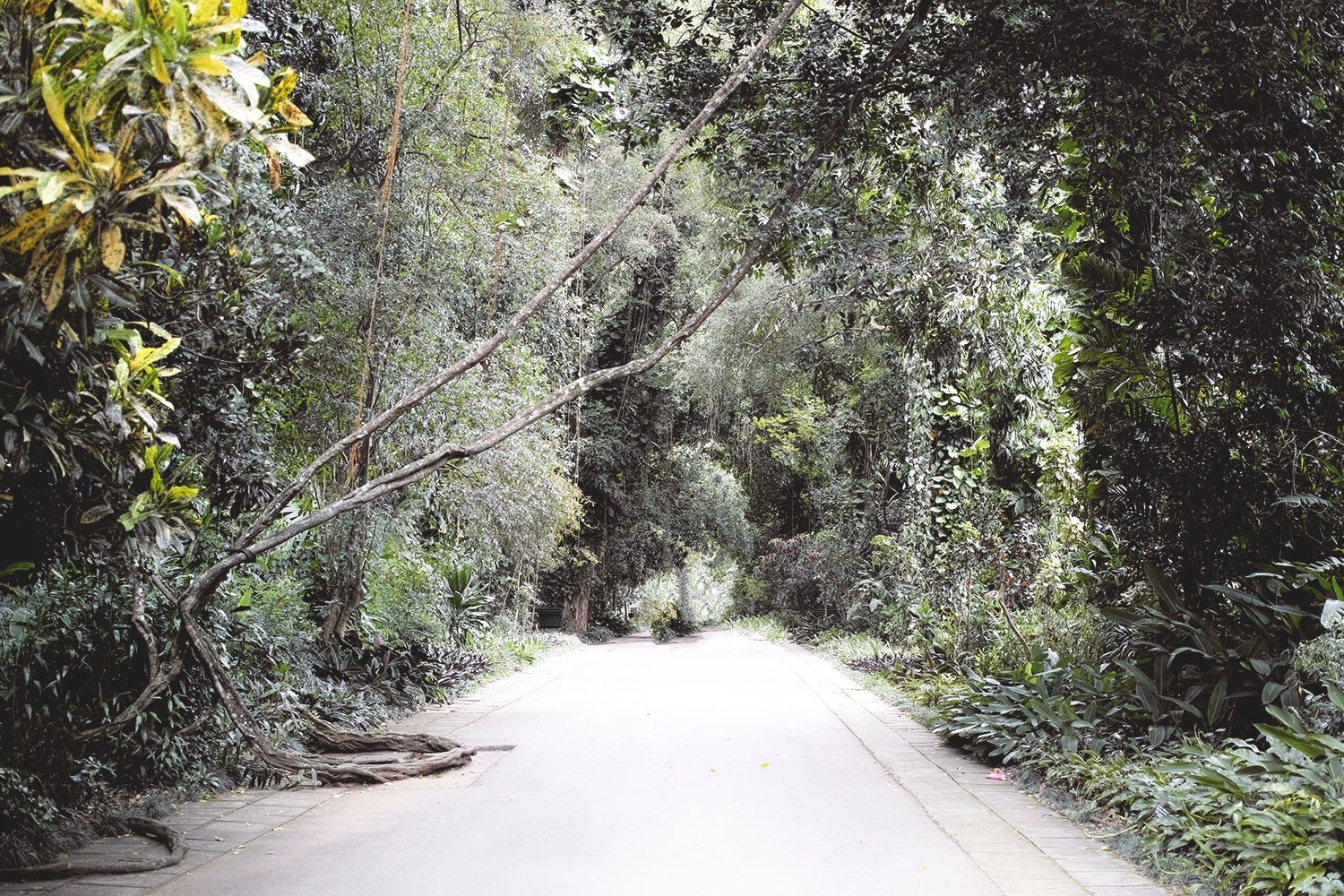 kandy_botanicalgarden_srilanka_thevoyageur_12
