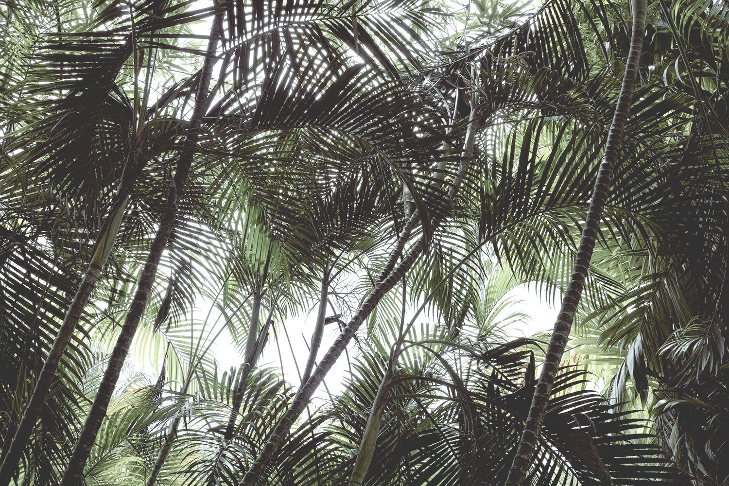 kandy_botanicalgarden_srilanka_thevoyageur_14
