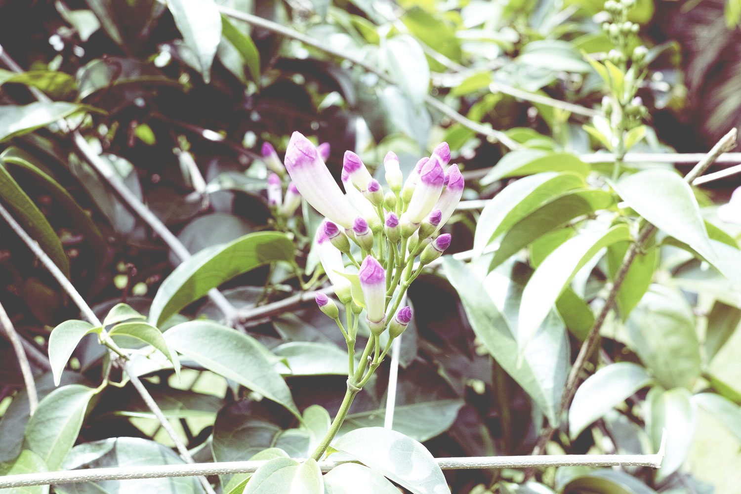 kandy_botanicalgarden_srilanka_thevoyageur_15