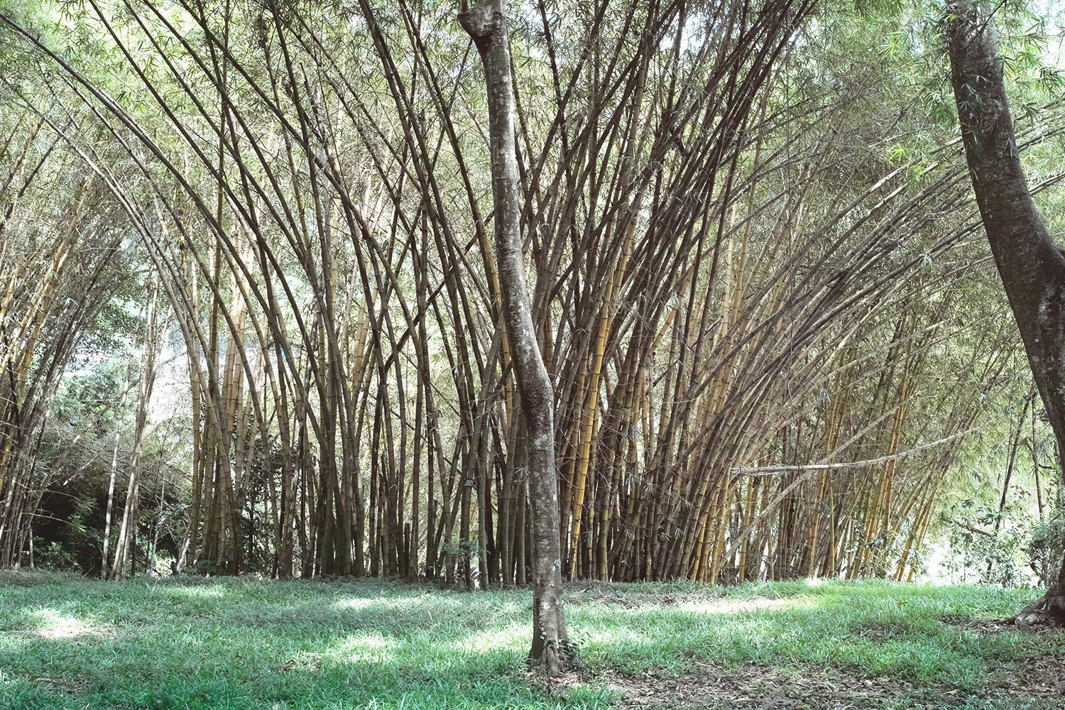 kandy_botanicalgarden_srilanka_thevoyageur_16