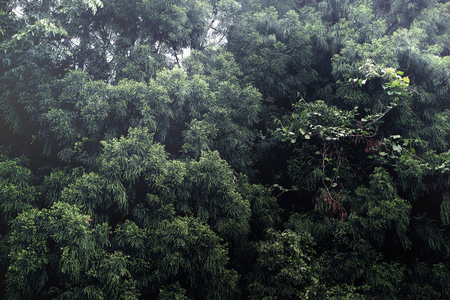 kaga_forest_japan_thevoyageur_11