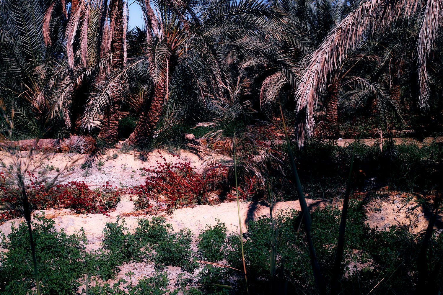 themood_siwa_egypt_thevoyageur004