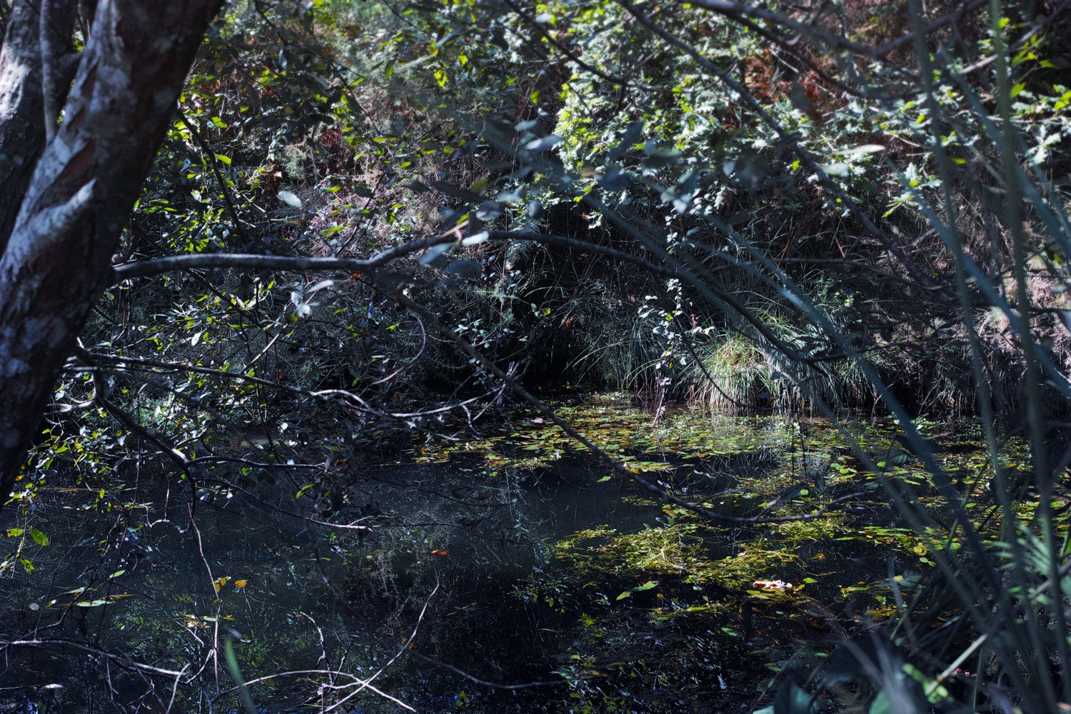panorama_landesforest_thevoyageur001