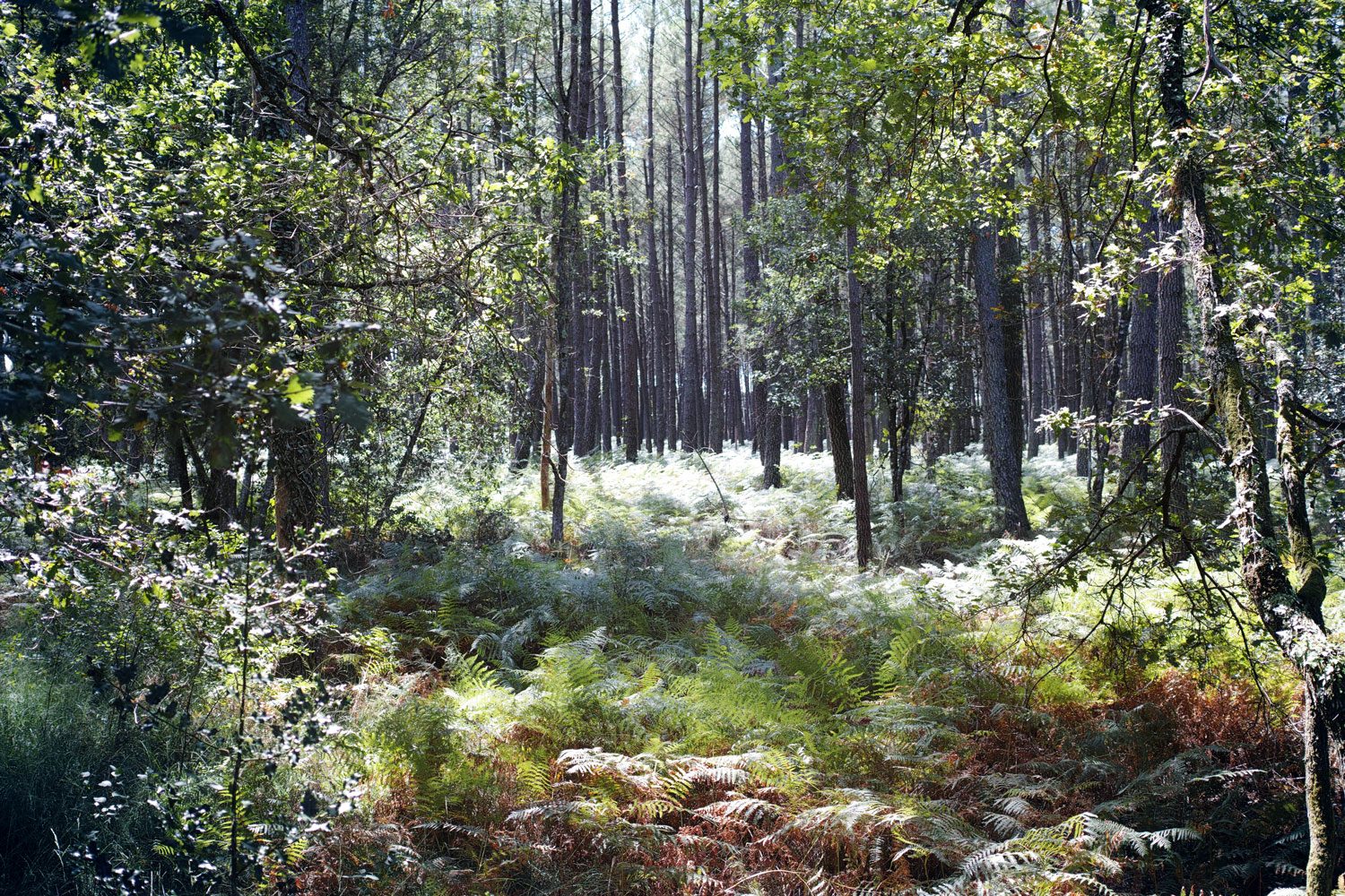 panorama_landesforest_thevoyageur003