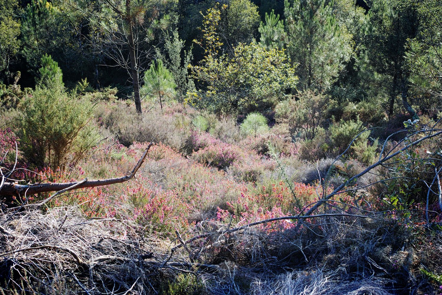 panorama_landesforest_thevoyageur005
