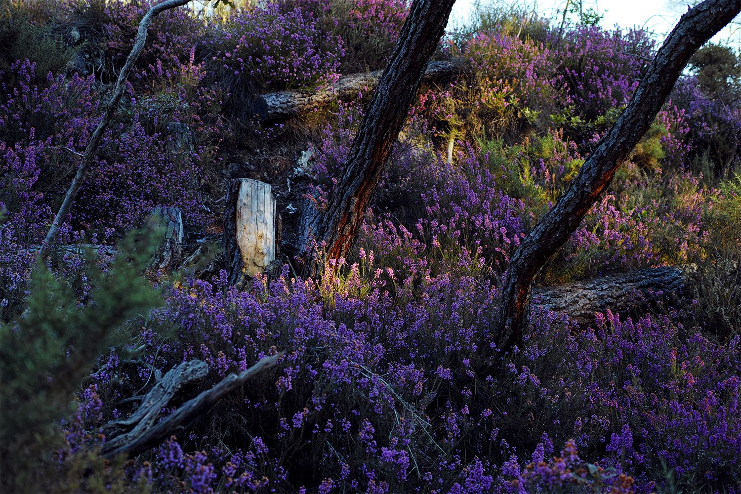 panorama_landesforest_thevoyageur006