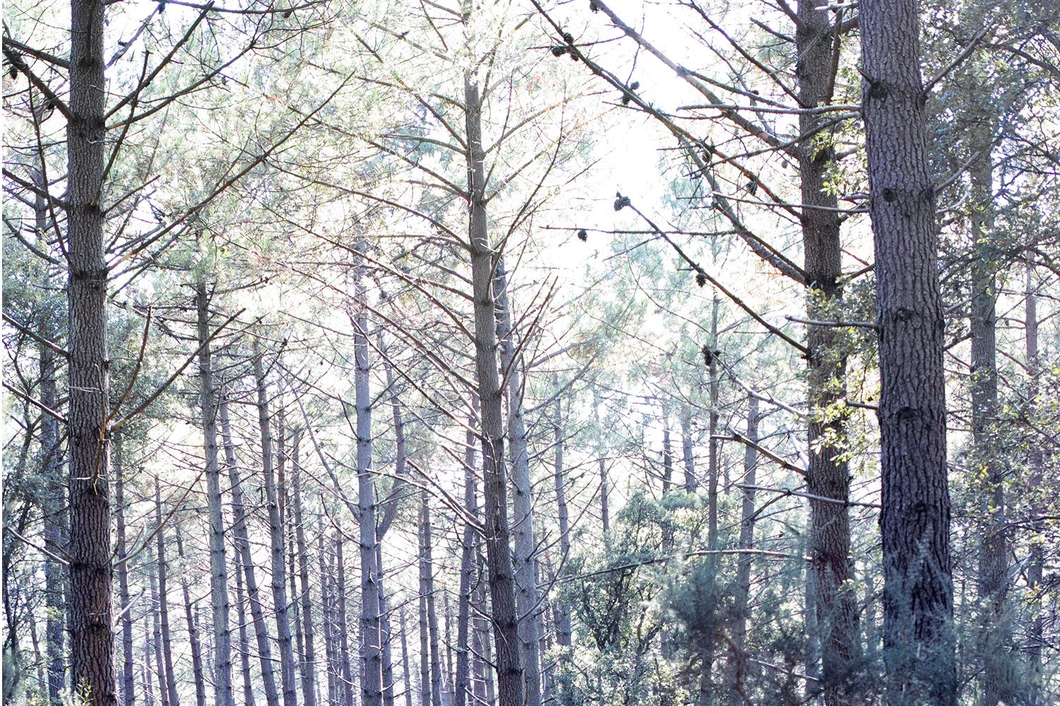 panorama_landesforest_thevoyageur009
