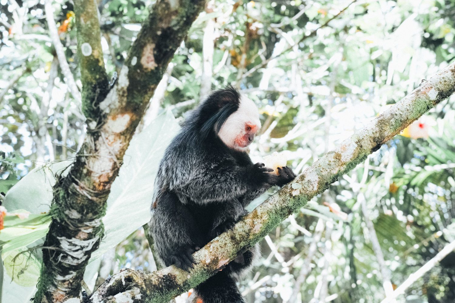 marmoset_trancoso_brazil002