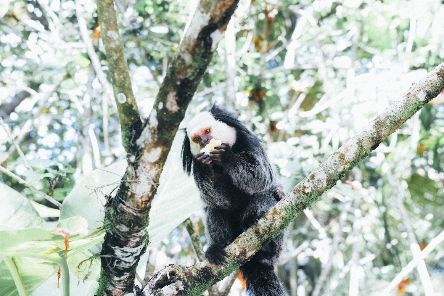 marmoset_trancoso_brazil003