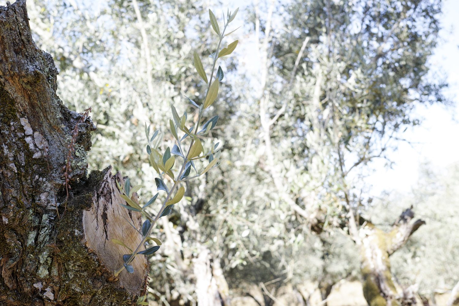 alentejo_portugal_thevoyageur007