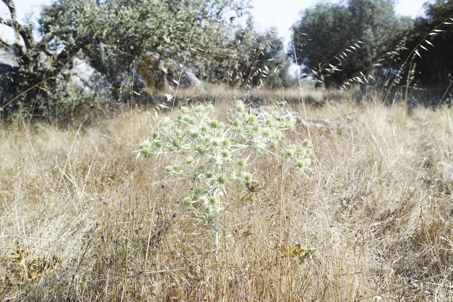 alentejo_portugal_thevoyageur010