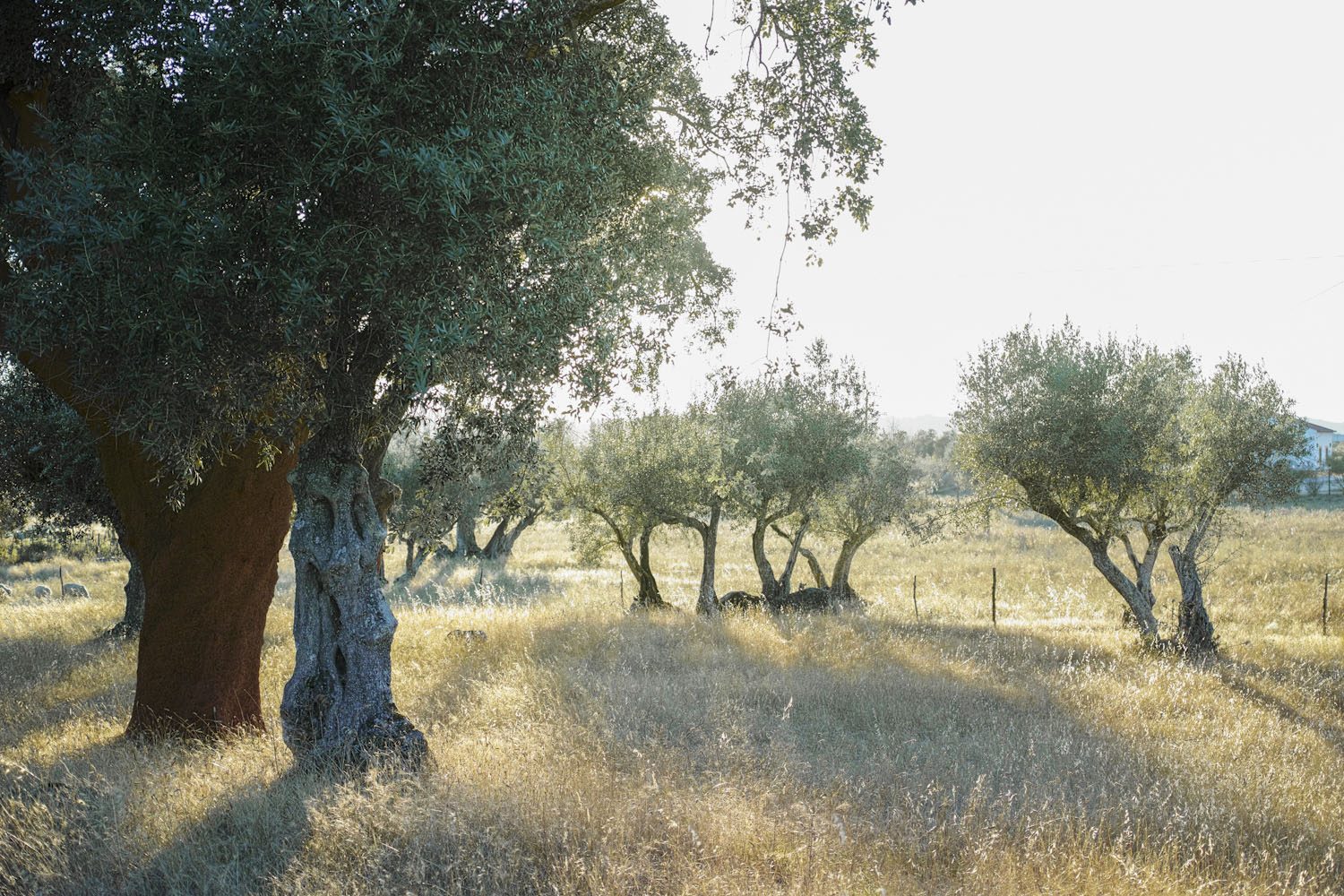 alentejo_portugal_thevoyageur013