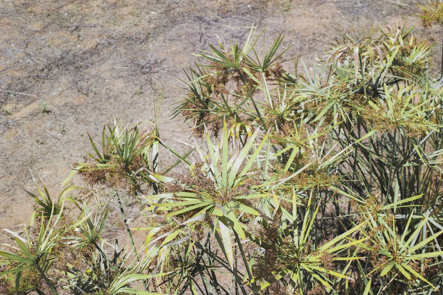 alentejo_portugal_thevoyageur016