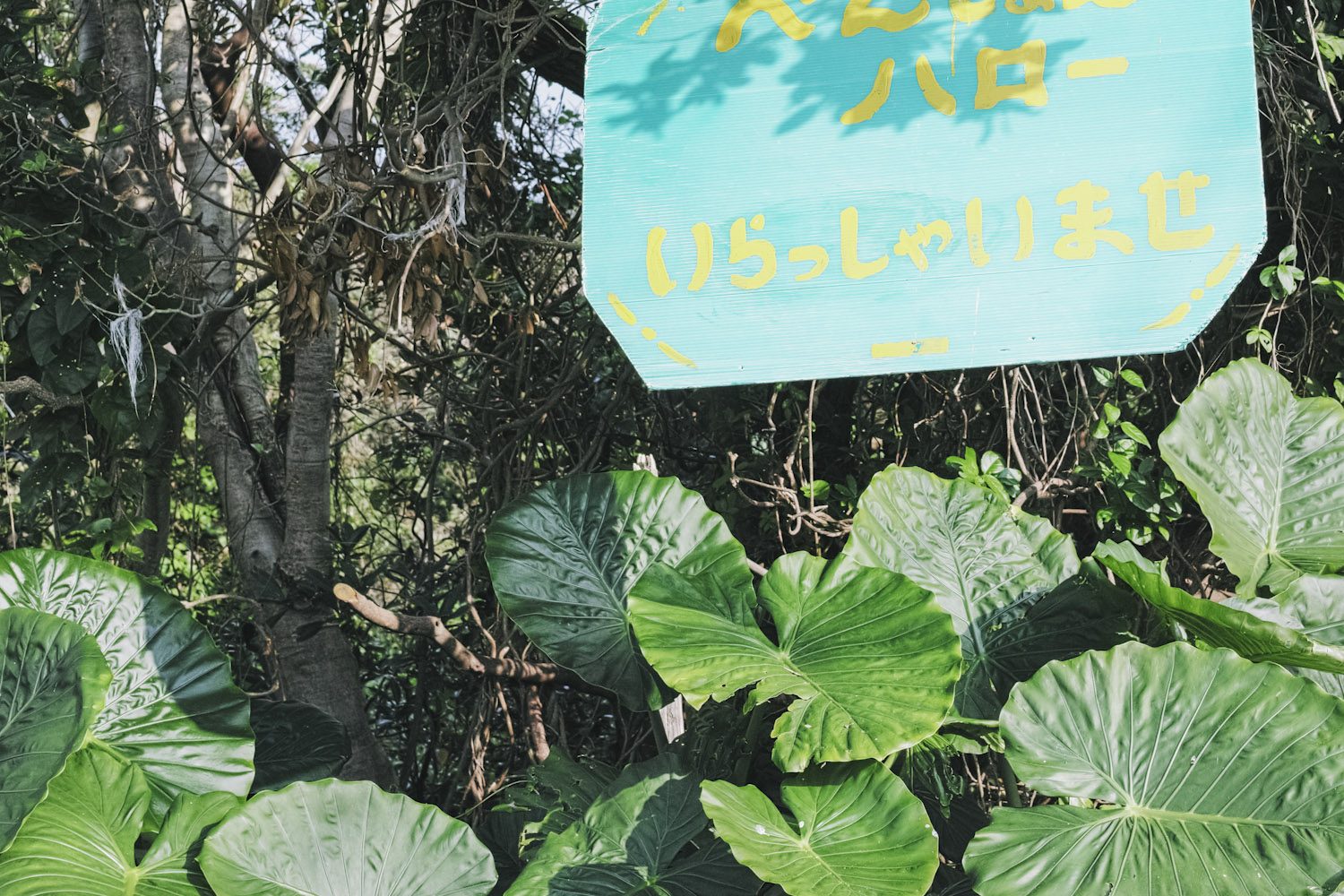 themood_onoaida_yakushima_japan_thevoyageur010
