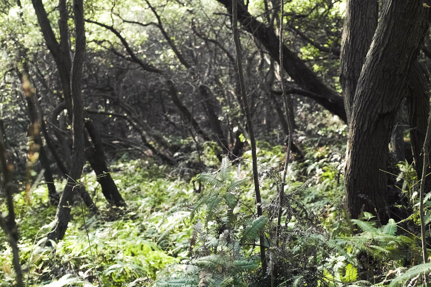 sensuijima_camp_japan_thevoyageur002