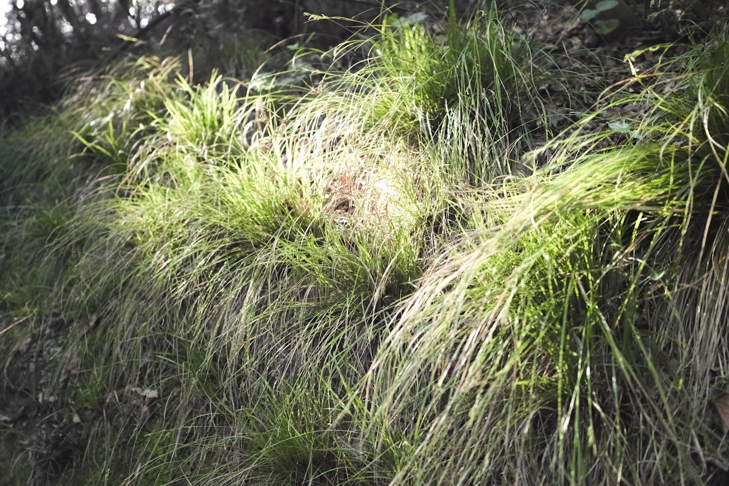 sensuijima_camp_japan_thevoyageur003