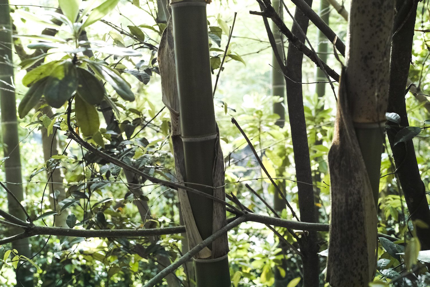 sensuijima_camp_japan_thevoyageur004