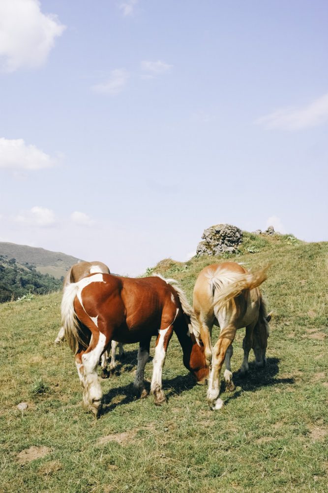 horses_cantal_france_thevoyageur001