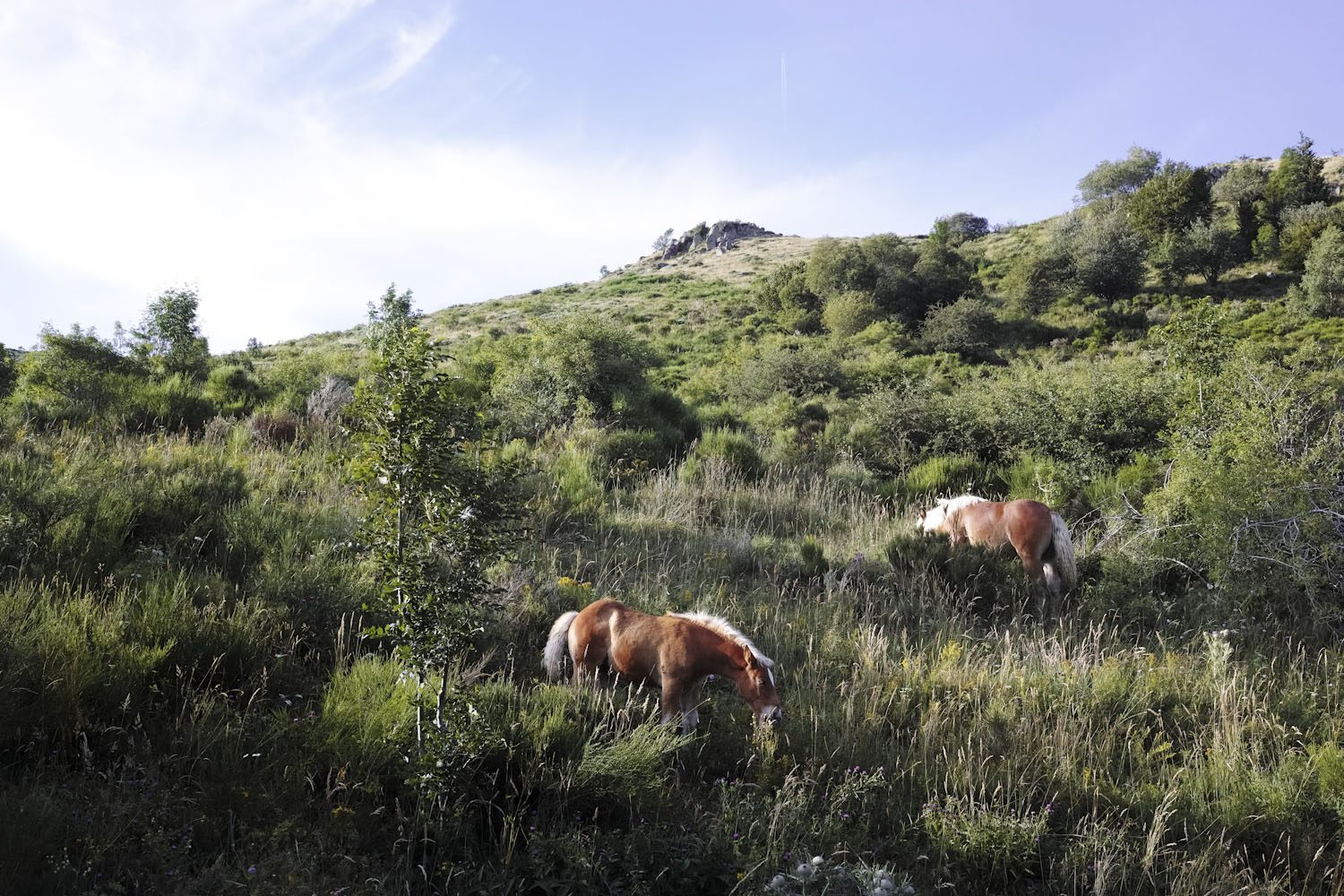 horses_cantal_france_thevoyageur004