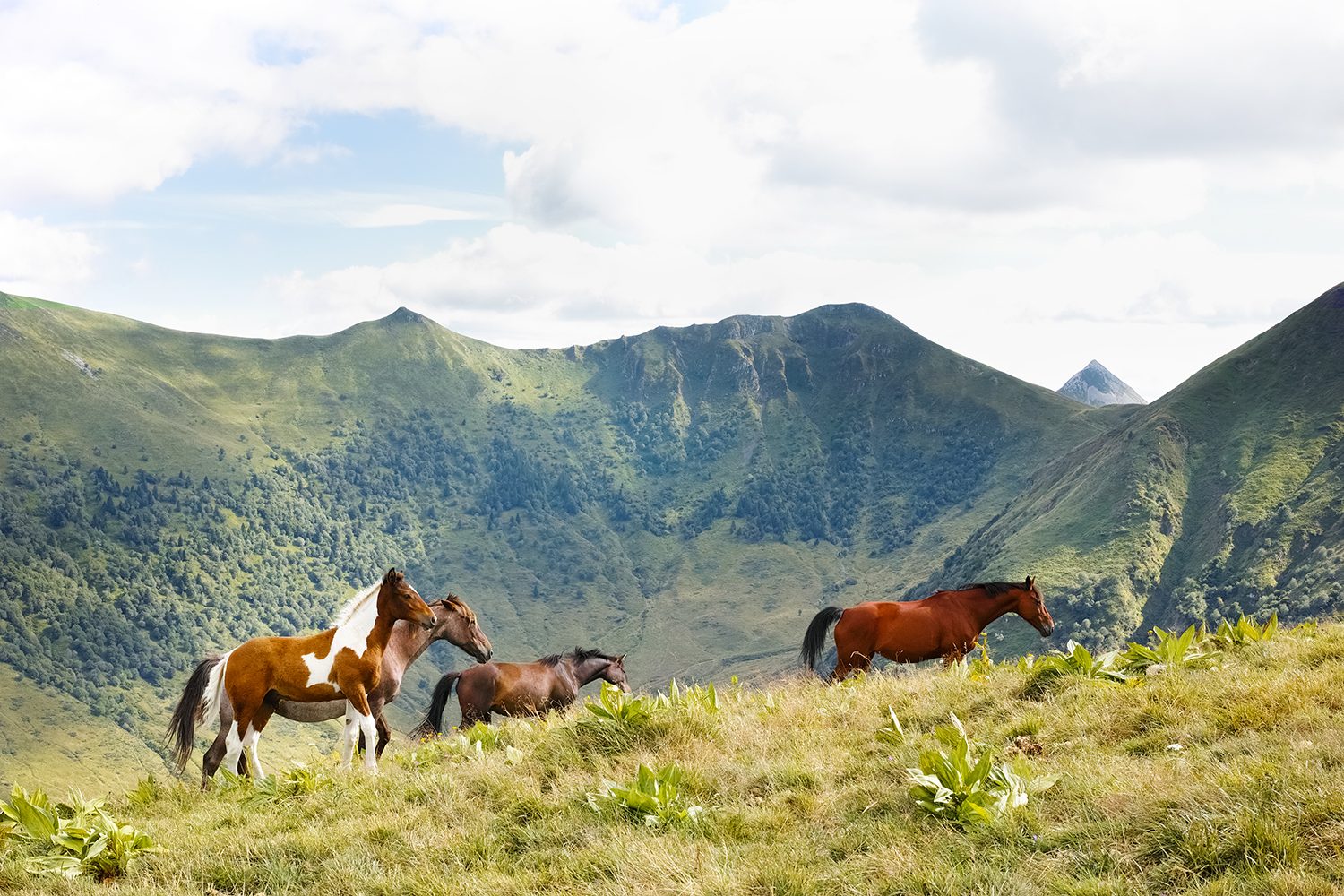 horses_cantal_france_thevoyageur007