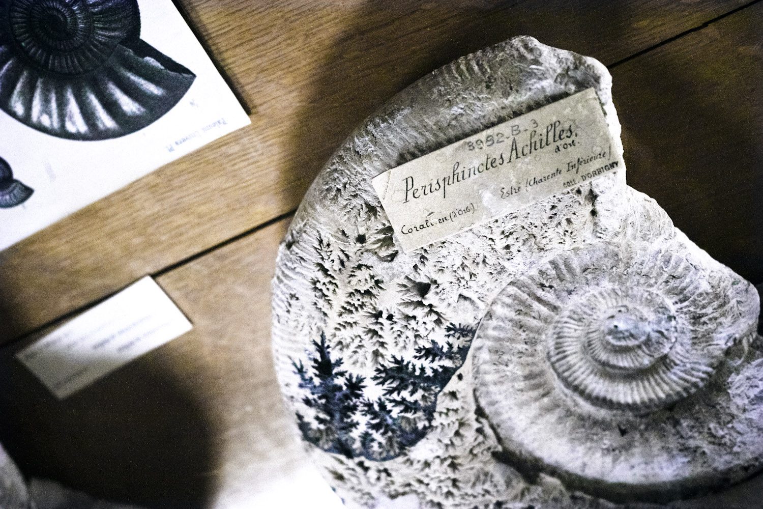 galerie-de-paleontologie-et-danatomie-comparee_museum_histoire_naturelle_paris_thevoyageur022